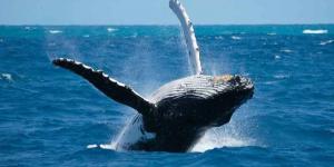 ملك شعب الماوري يدعو نيوزيلندا إلى منح الحيتان حقوق البشر - موقع رادار