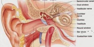 لماذا تزداد حالات الإصابة بالتهاب الأذن الوسطى بعد التعافي من كورونا - موقع رادار