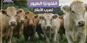 فيروس يصيب الأبقار لأول مرة في العالم (فيديوجراف) - موقع رادار