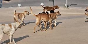 الكلاب الضالة تعقر 9 أشخاص بينهم 5 أطفال في سوهاج وأسيوط - موقع رادار