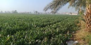 توصيات عاجلة من الزراعة لحماية المحاصيل من التقلبات الجوية - موقع رادار