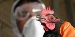 بعد انخفاض الإصابات.. هولندا تخفف قيود إنفلونزا الطيور - موقع رادار