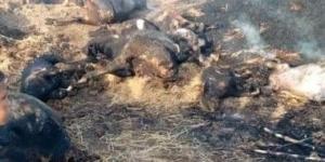 نفوق 3 رؤوس ماشية فى حريق مزرعة بالدقهلية - موقع رادار