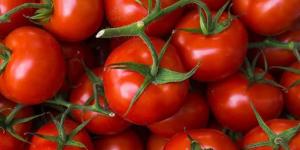 فوائد الطماطم.. أبرزها تقي من السرطان وأمراض القلب - موقع رادار