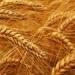 هل تنجح خطة الحكومة للوصول إلى 70% من الاكتفاء الذاتي من القمح خلال 2030؟ - موقع رادار