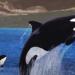 ملك شعب الماورى يطلب من نيوزيلندا منح الحيتان نفس حقوق البشر - موقع رادار