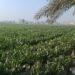 توصيات عاجلة من الزراعة لحماية المحاصيل من التقلبات الجوية - موقع رادار