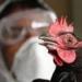 بعد انخفاض الإصابات.. هولندا تخفف قيود إنفلونزا الطيور - موقع رادار