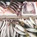 أسعار الأسماك اليوم، الكابوريا تسجل 240 جنيهًا في سوق العبور اليوم الجمعة - موقع رادار