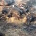 نفوق 3 رؤوس ماشية فى حريق مزرعة بالدقهلية - موقع رادار